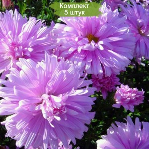 Саженцы астры ново-бельгийская Феллоушип (Fellowship) -  комплект 5 шт.