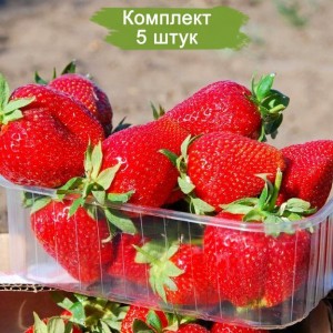 Саженцы клубники Джоли (Средняя) -  комплект 5 шт.
