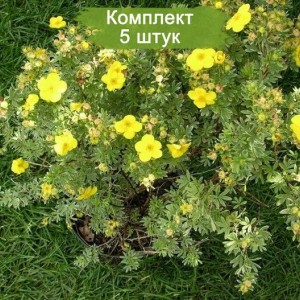 Саженцы лапчатки кустарниковой (Курильского чая) Аннет (Annette) -  комплект 5 шт.