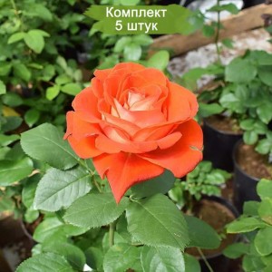 Саженцы чайно-гибридной розы Верано (Verano) -  комплект 5 шт.