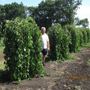 Саженцы шелковицы (тутовника) Плакучей -  комплект 5 шт.