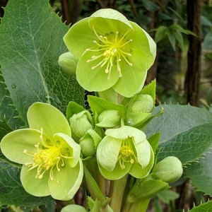 Саженец морозника Корсиканский