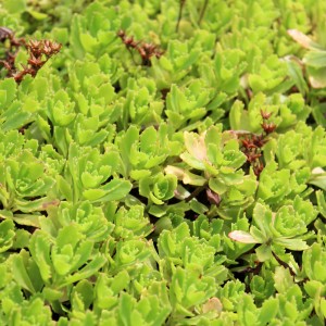 Саженец очитка Иммергрунхен  (Immergrunchen)