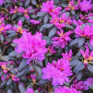 Саженец рододендрона ПиДжейЭм Элит (P.J.M. Elite)