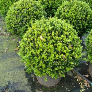 Саженец самшита 4 года (35 см без формы)