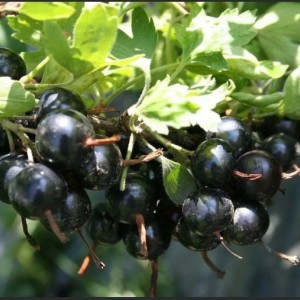 Саженец смородины золотистой Изабелла