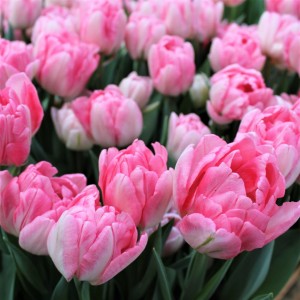 Луковица тюльпана Фокстрот (Foxtrot)