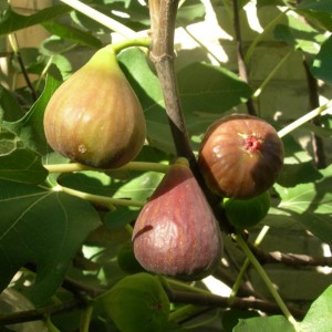 Саженец Инжира Брунсвик