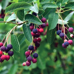 Саженец ирги Гладкой