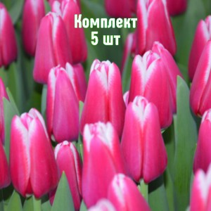 Комплект 5шт / Тюльпан Лорнах